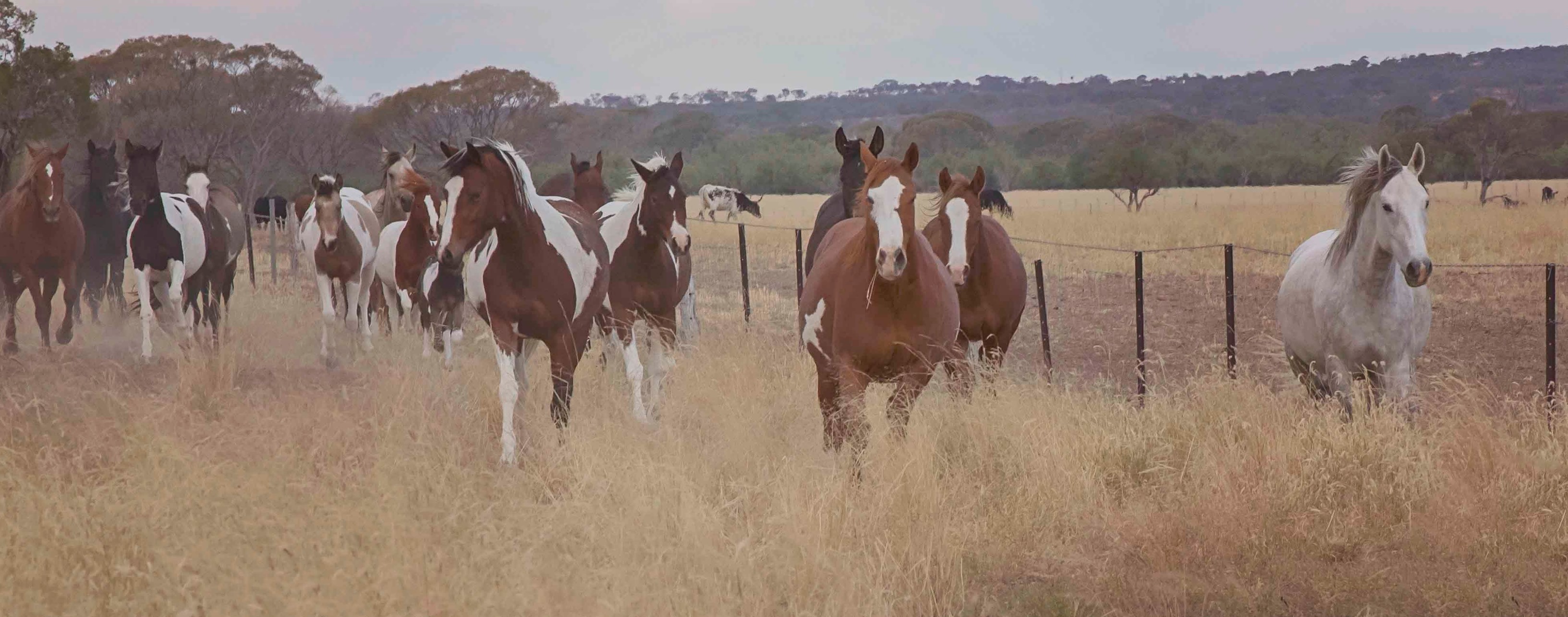 K and S Paint Horses